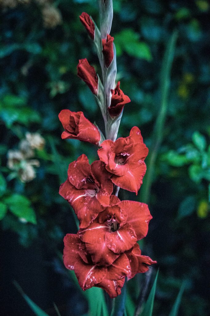 Gladiole Knallrot
