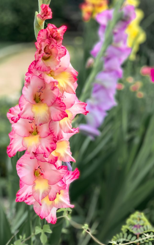 Gladiolen Pink Und Violett