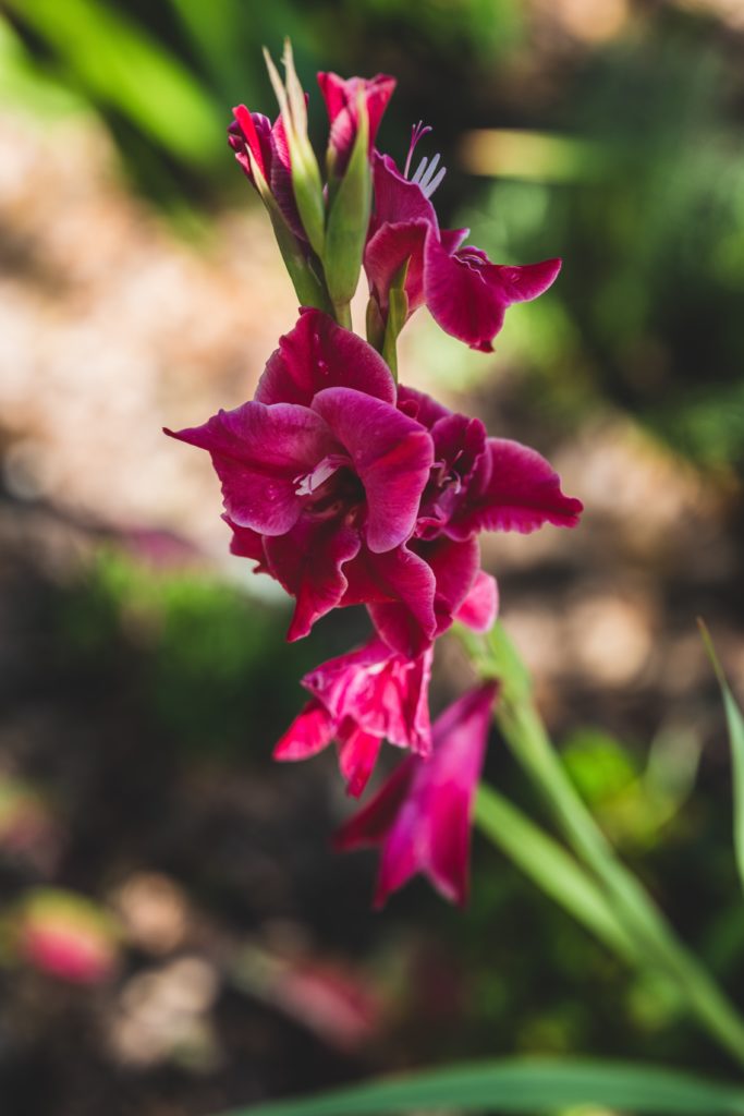 Gladiolenbluete Purpurfarben