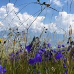 Glockenblumen