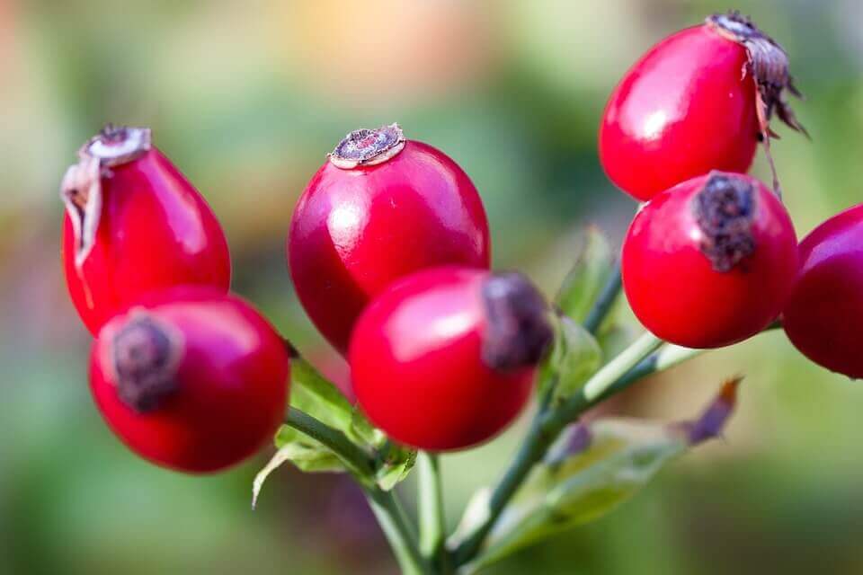 Herbstlich Dekorieren mit Beeren und Kürbissen