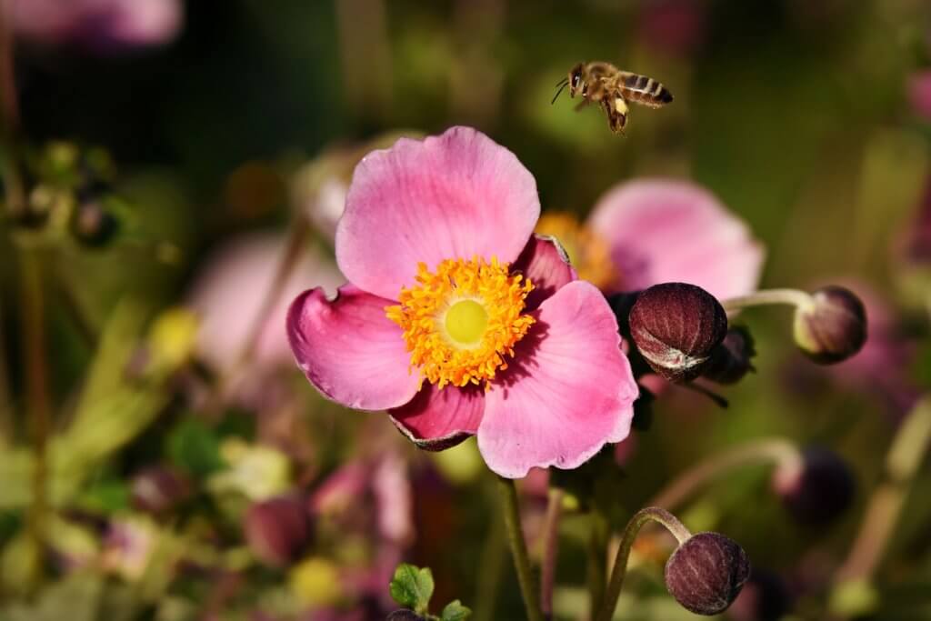 Herbst Anemone