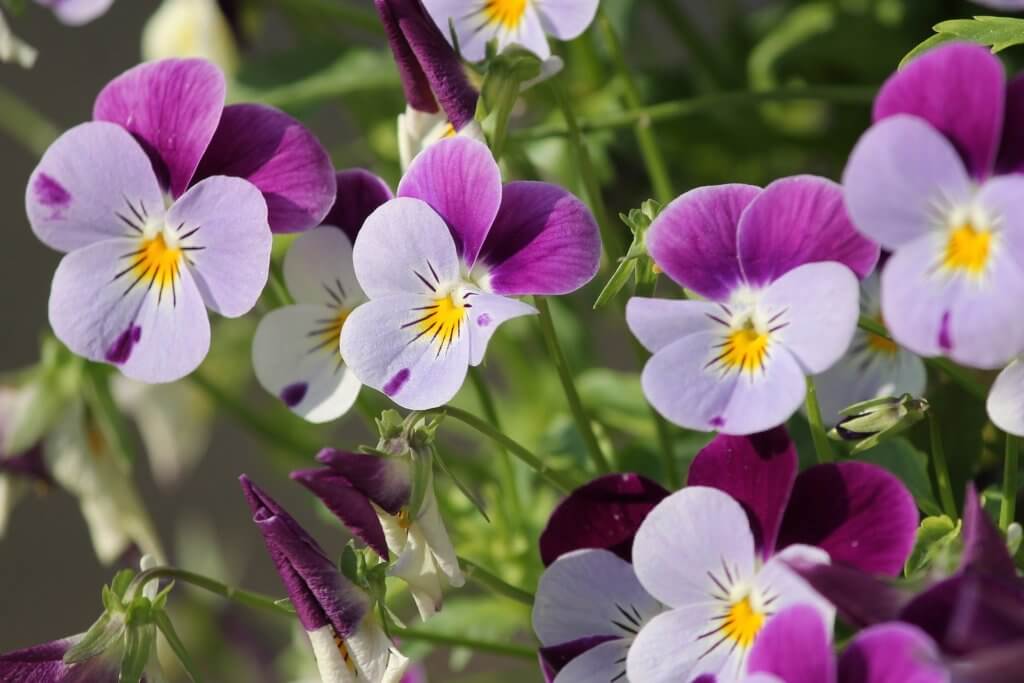 Hornveilchen Violett Zart