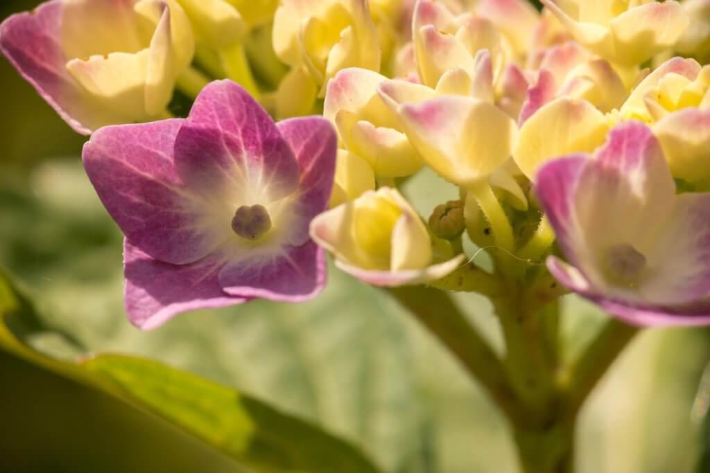 Hortensie