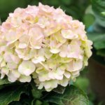 Hortensie Hydrangea