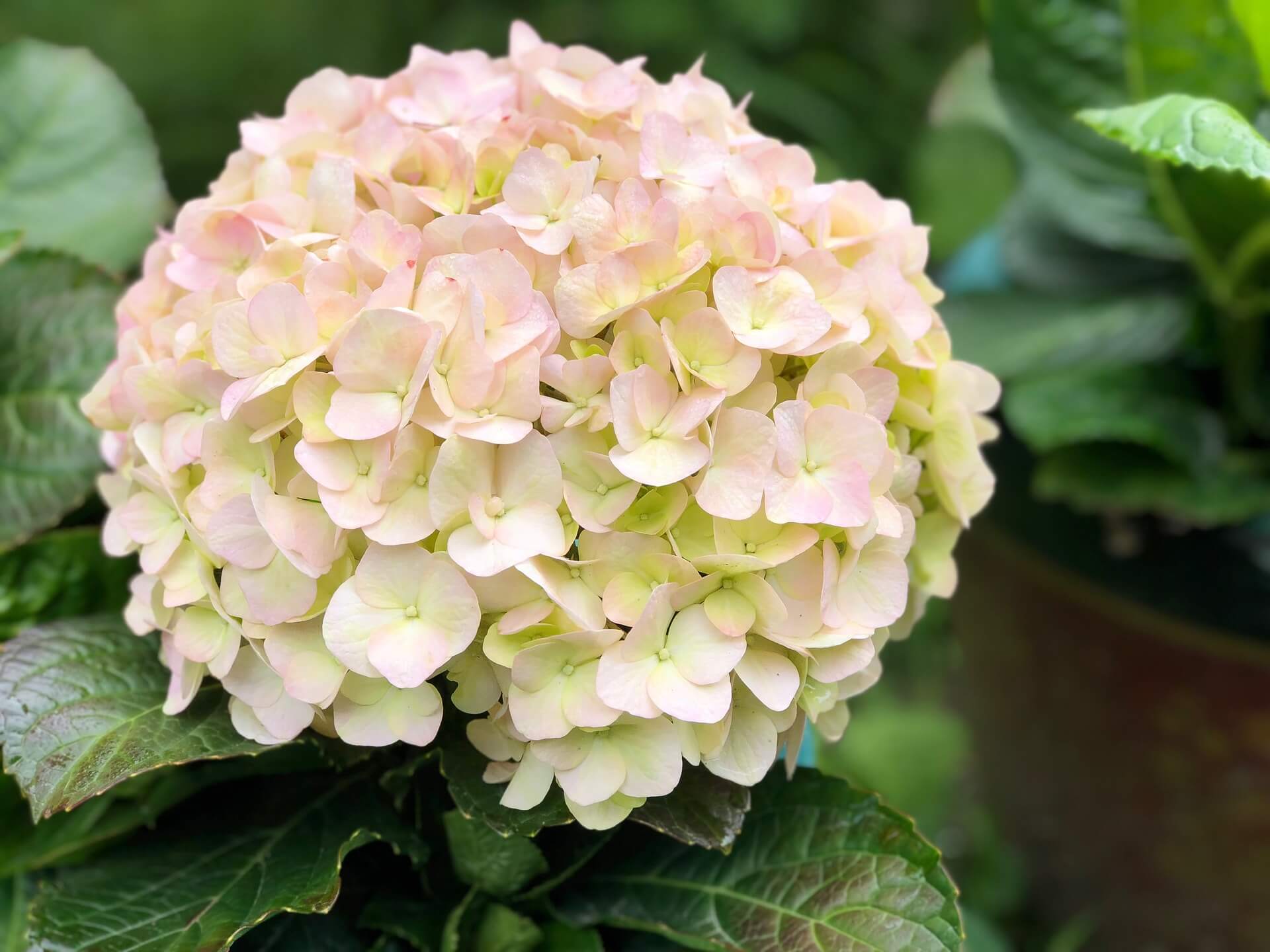 Hortensien: blau oder rosa?
