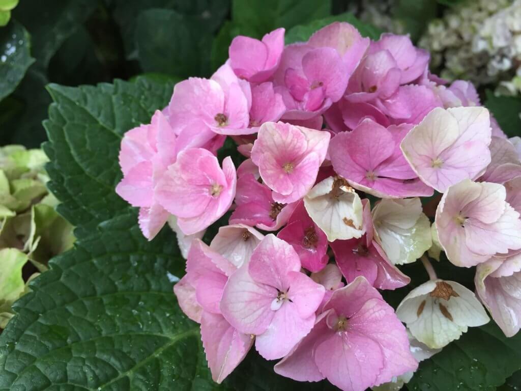 Hortensie Rosa