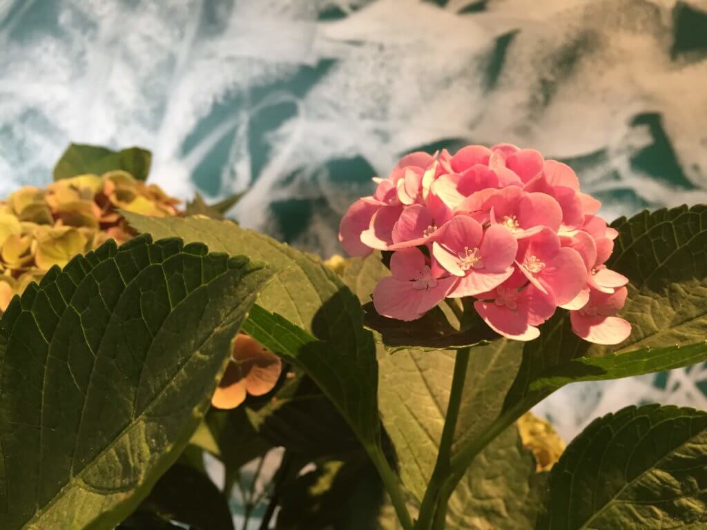 Hortensie Rosa Pink