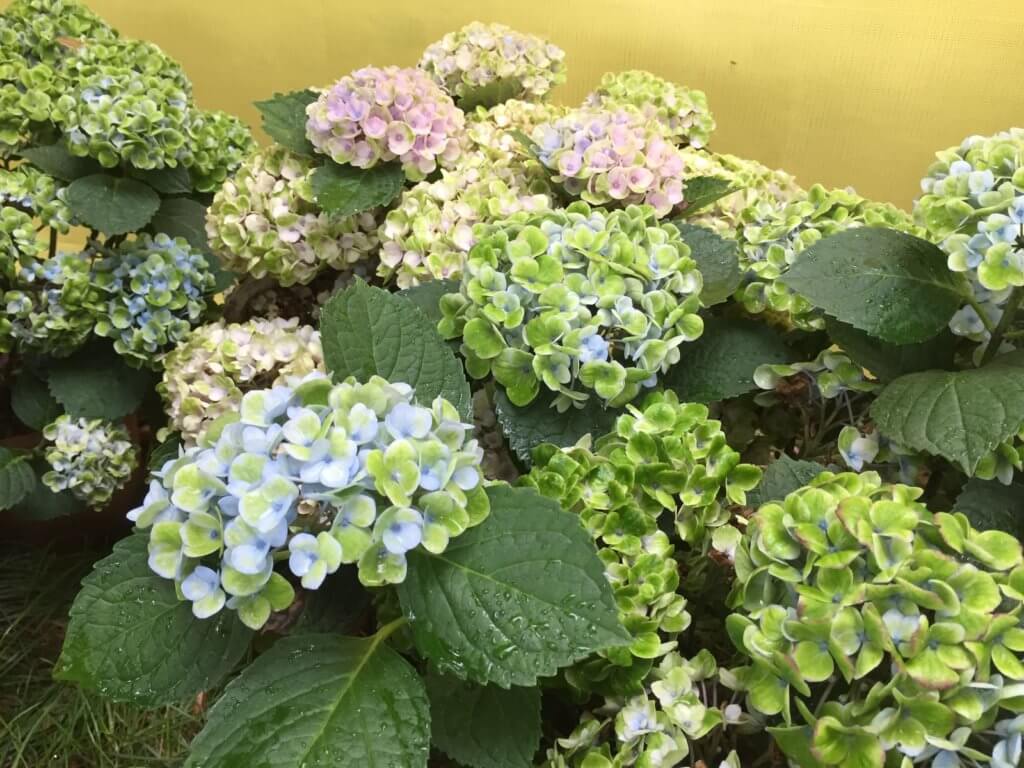 Hortensien Blau Und Rosa