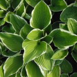 Hosta Funkien