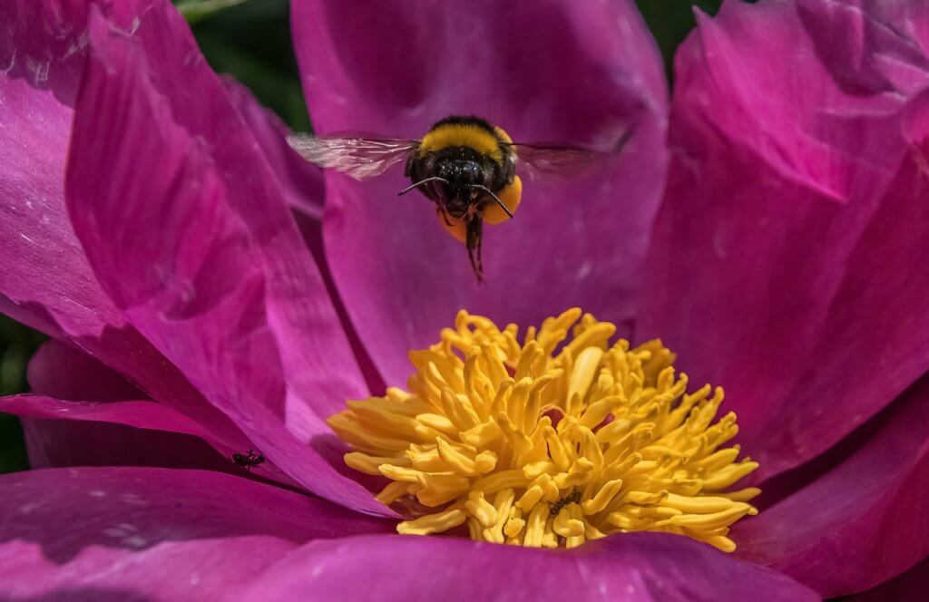Hummel Mit Pfingstrose