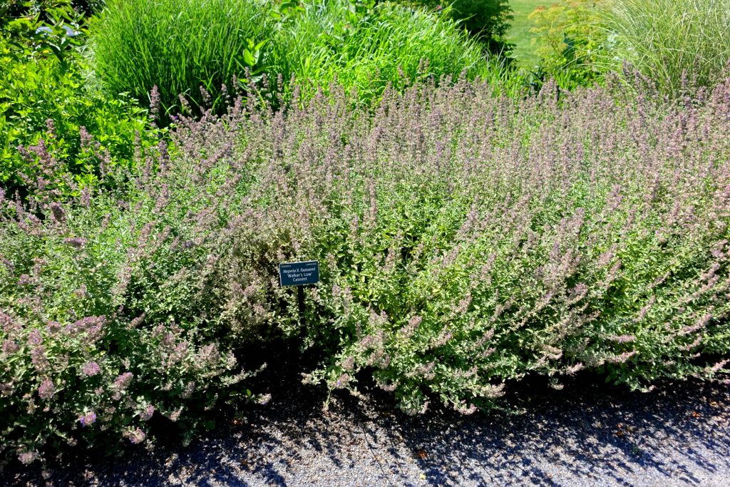Violett blühende Katzenminze an einem sonnigen Gartenstandort