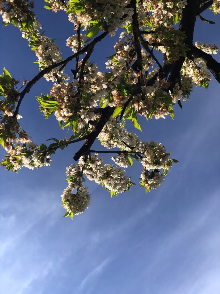 Kirschblueten Gegen Den Himmel Betrachtet