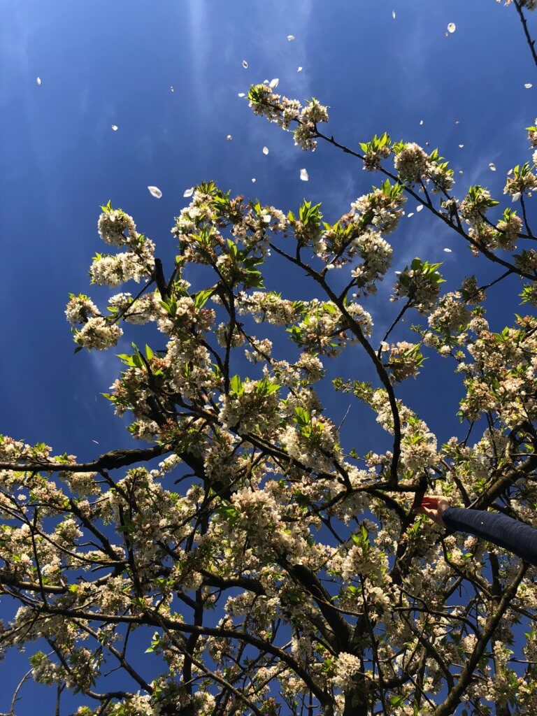 Kirschblueten Mit Fliegenden Bluetenblaettern