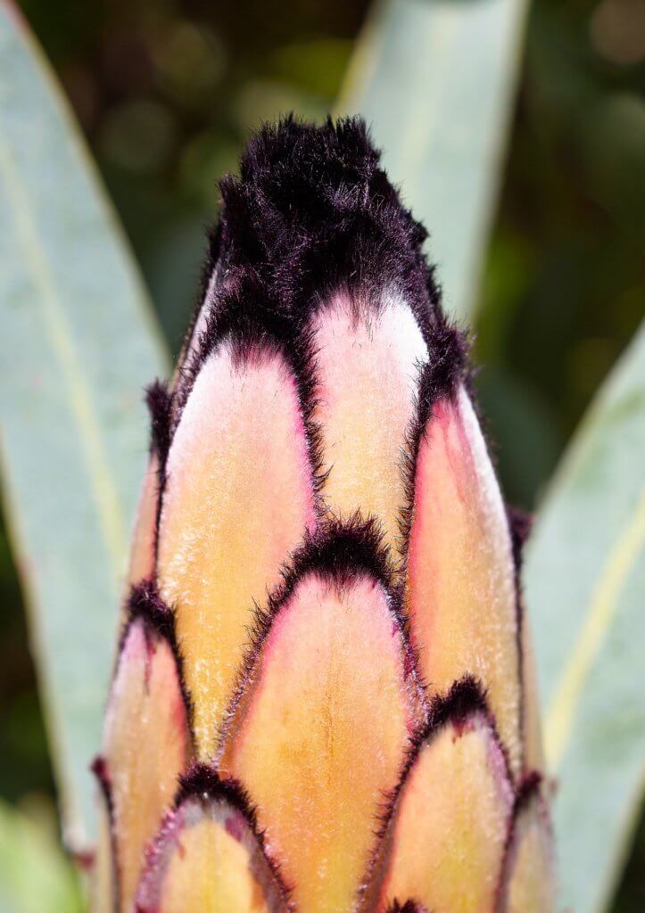 Knospe Einer Protea