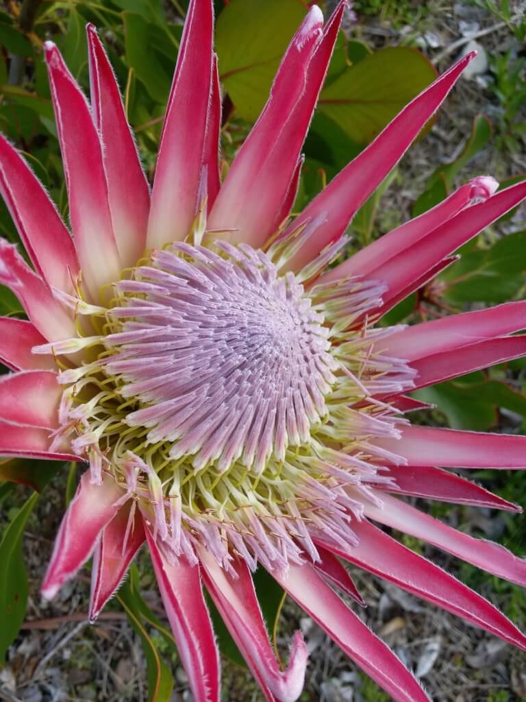 Koenigs Protea Bluete Geoffnet