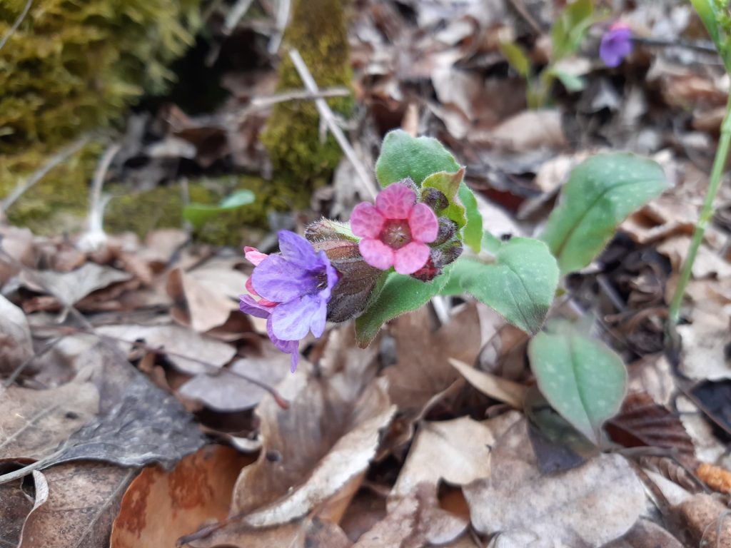 Rosa und violett blühendes Lungenkraut an einem schattigen Gartenplatz