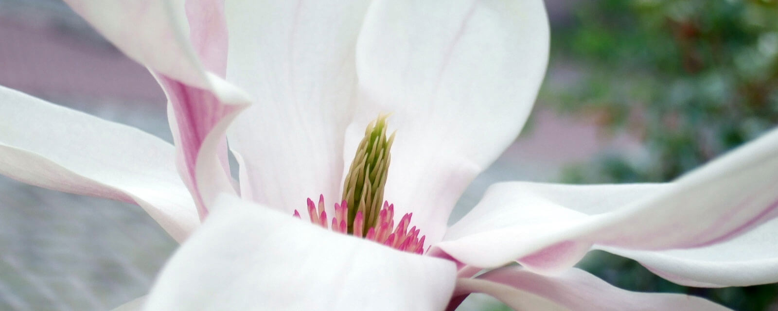 Magnolienblüte