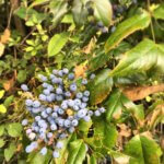 Mahonienbeeren