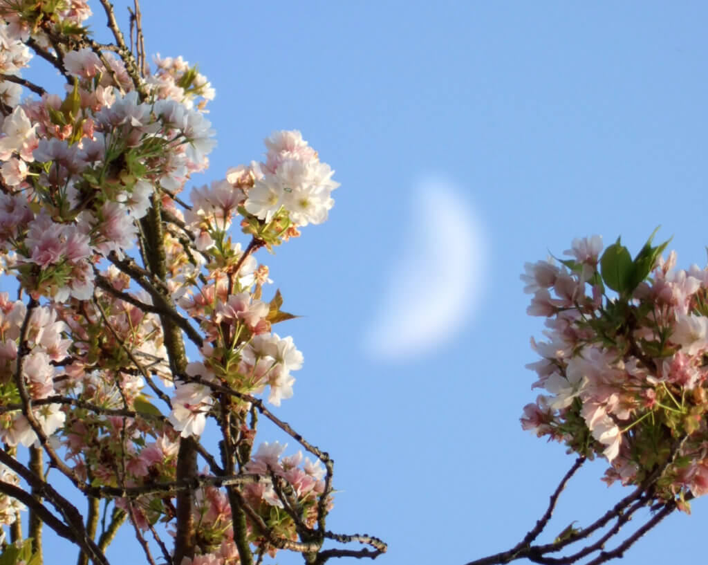 Mond Und Kirschbluete