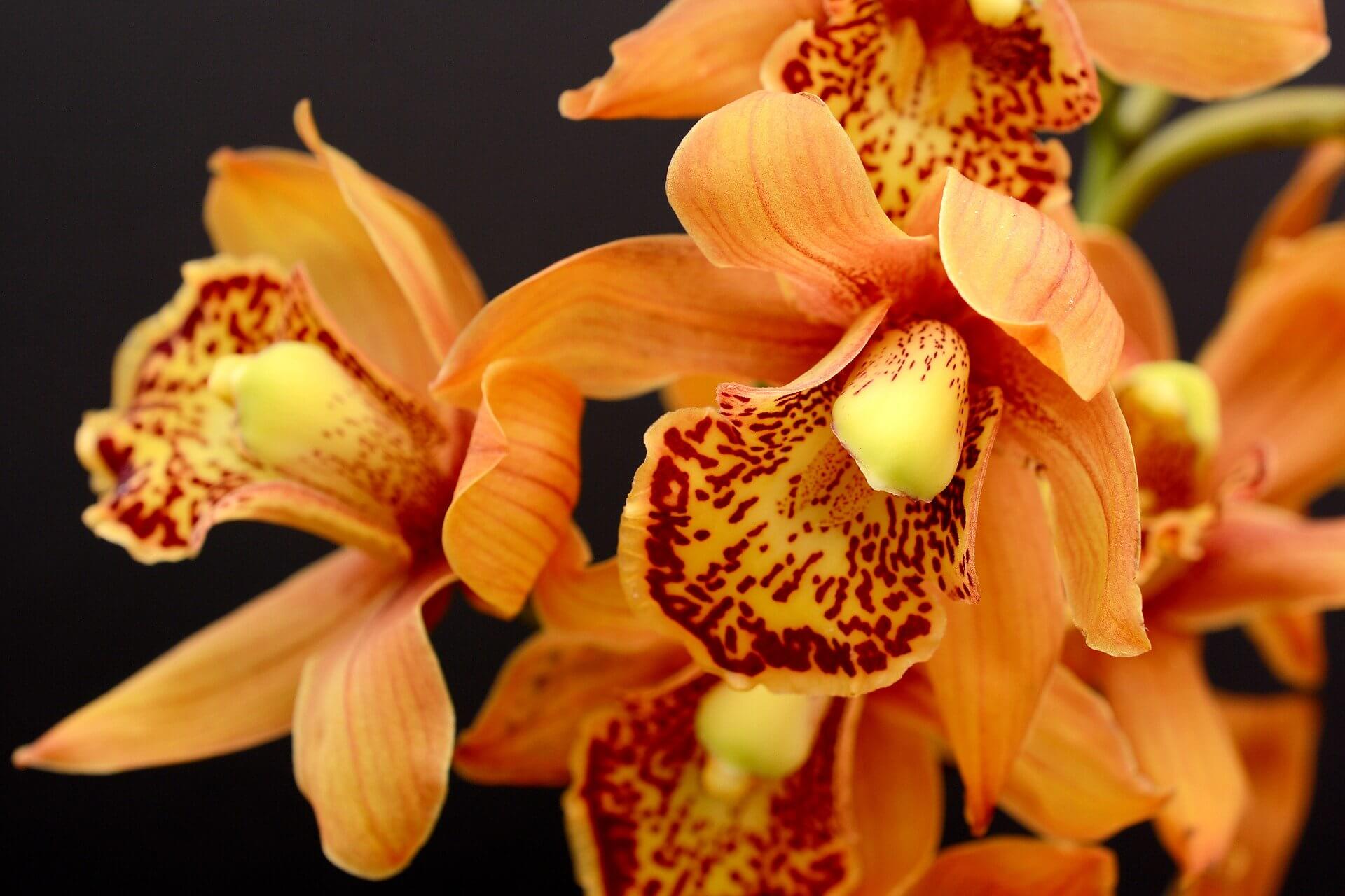 Mindestens 3 Orchideen-Arten, die Sie noch nicht kannten.