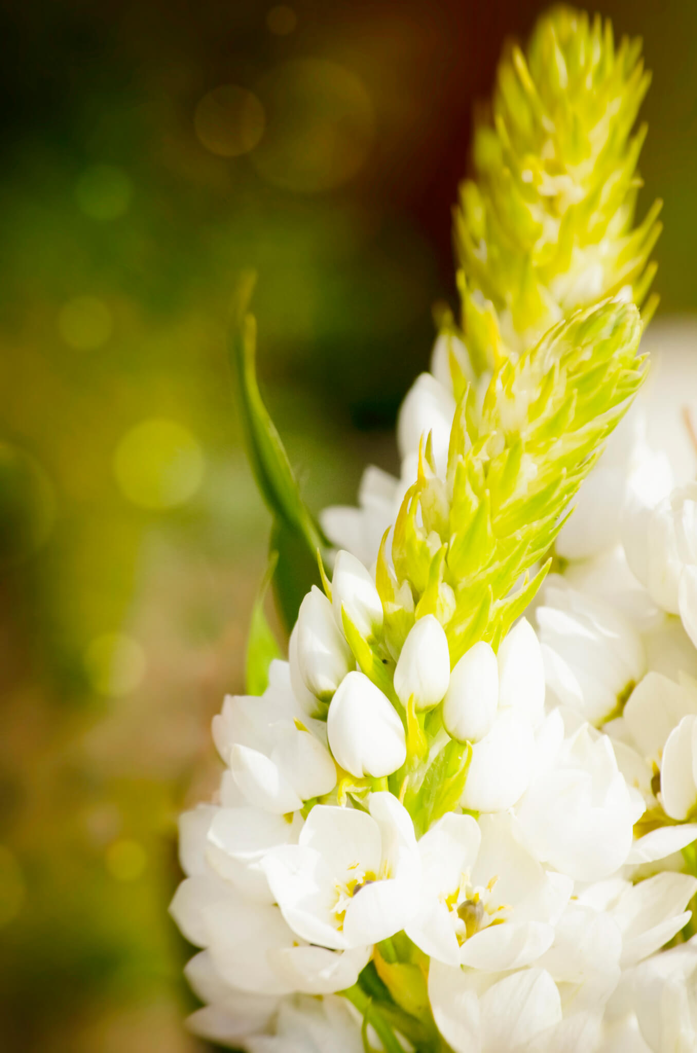 Ornithogalum weiß