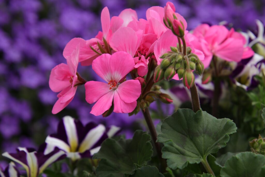 pinkfarbene Geranienblüte