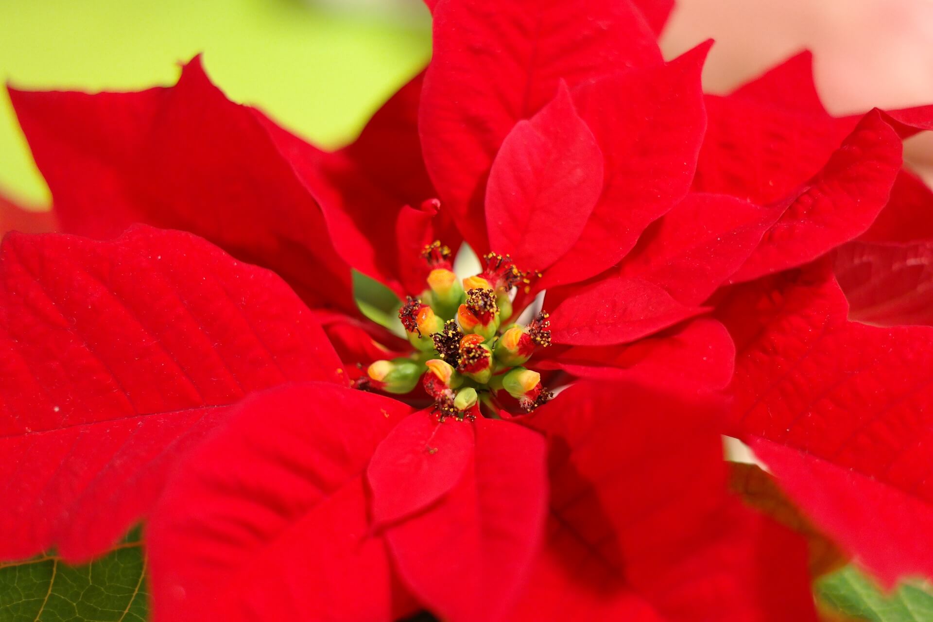 Tag des Weihnachtssterns 12. Dezember