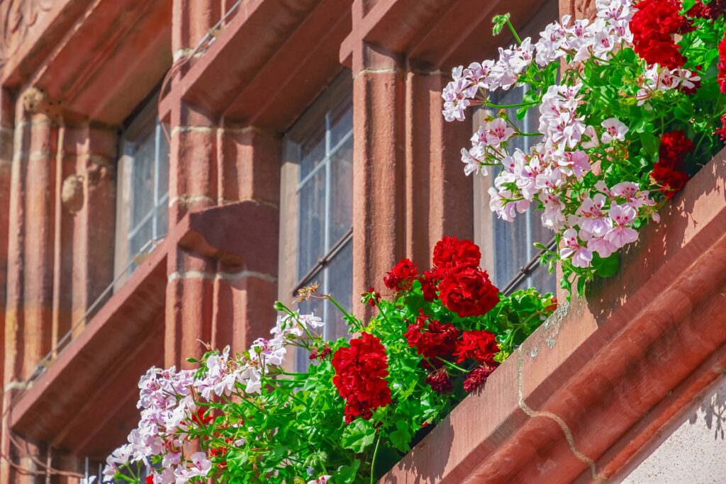 prächtige Geranienkästen am Herrenhaus