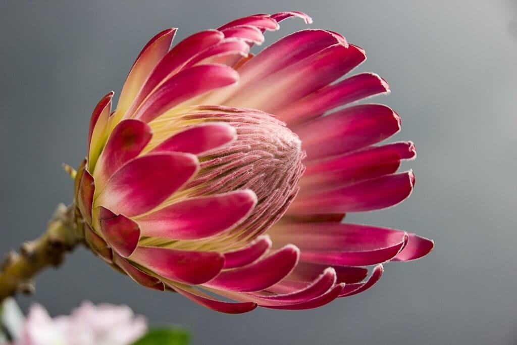 Protea Bluete