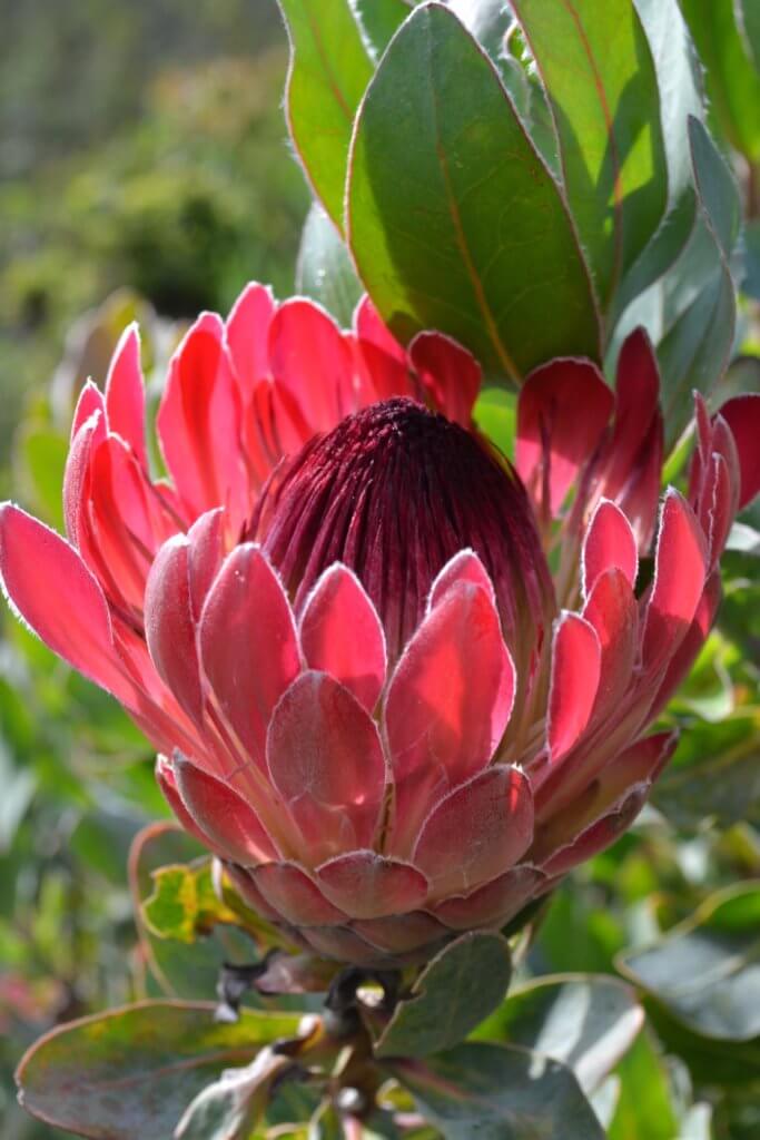 Protea Bluete Pink