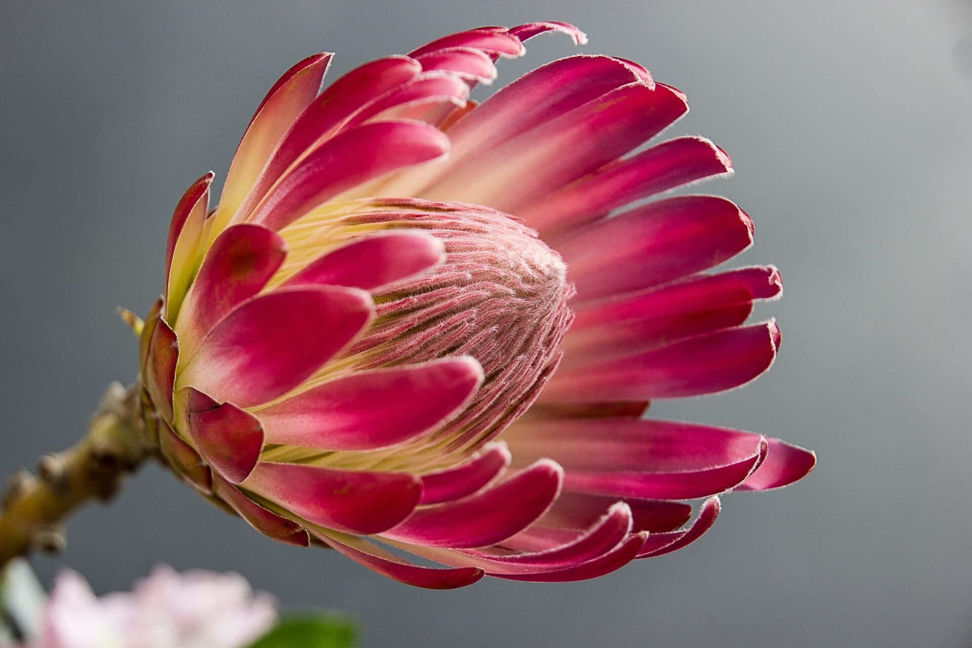 Warum blüht die Protea nur im Winter?