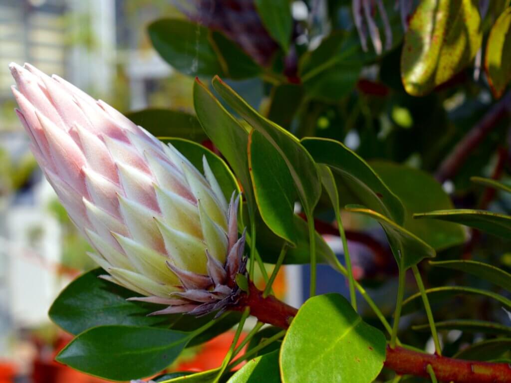 Protea Knospe
