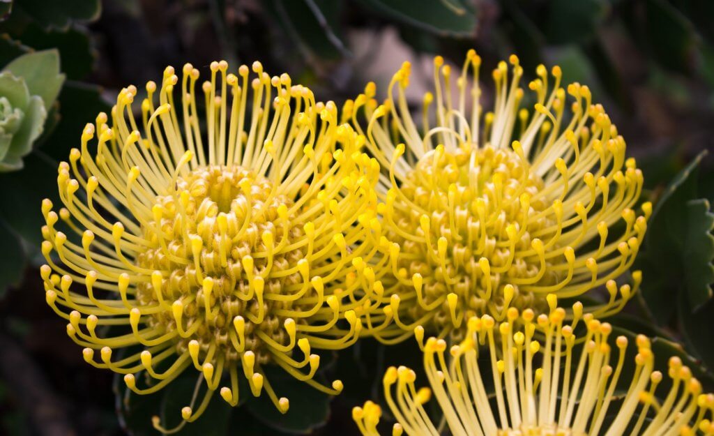 Protea Nadelkissen