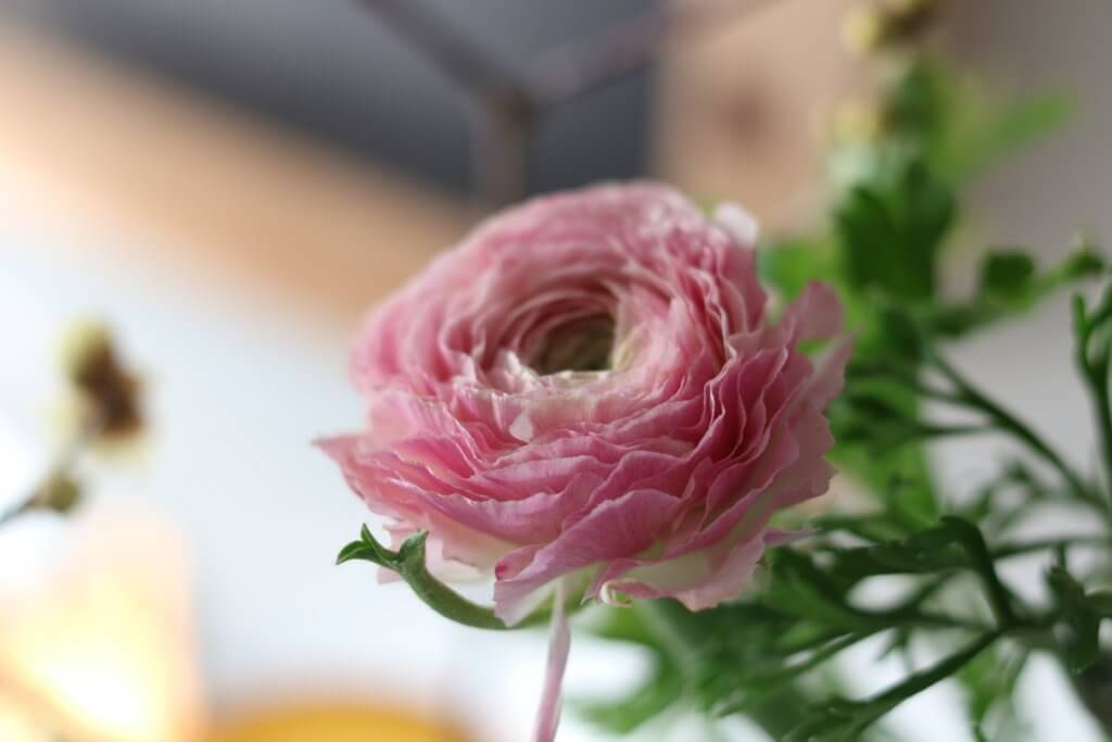 Ranunkel Bluete Rosa