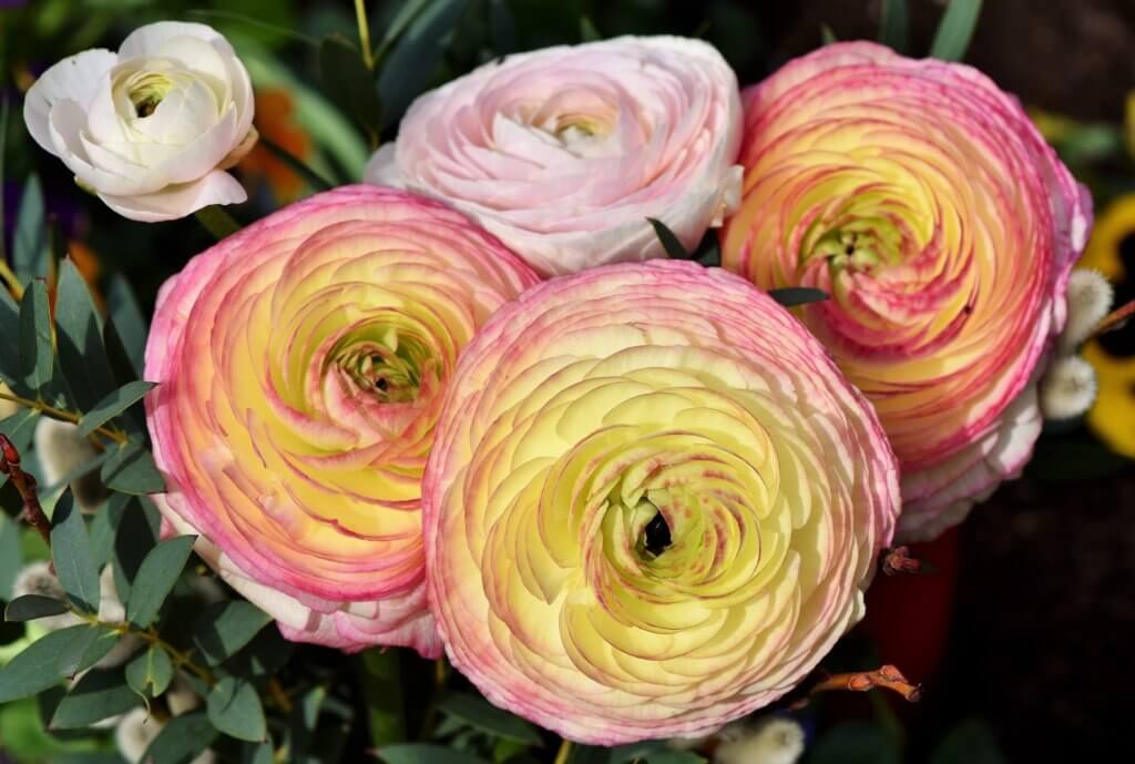 Ranunkelblueten Lachsfarben