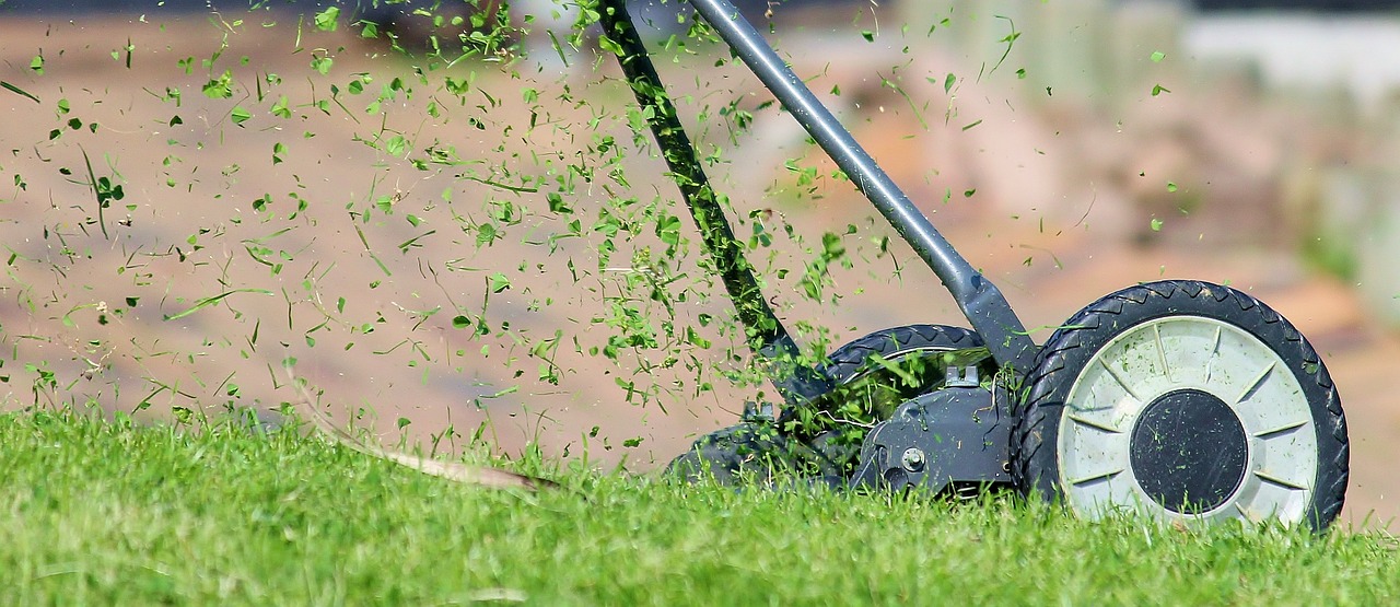 Gartenkalender August: Gemüse nachsäen, Rasen pflegen, Blumen schneiden