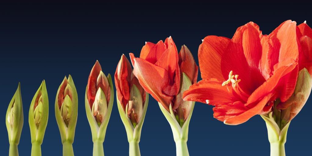 Ritterstern Amaryllis
