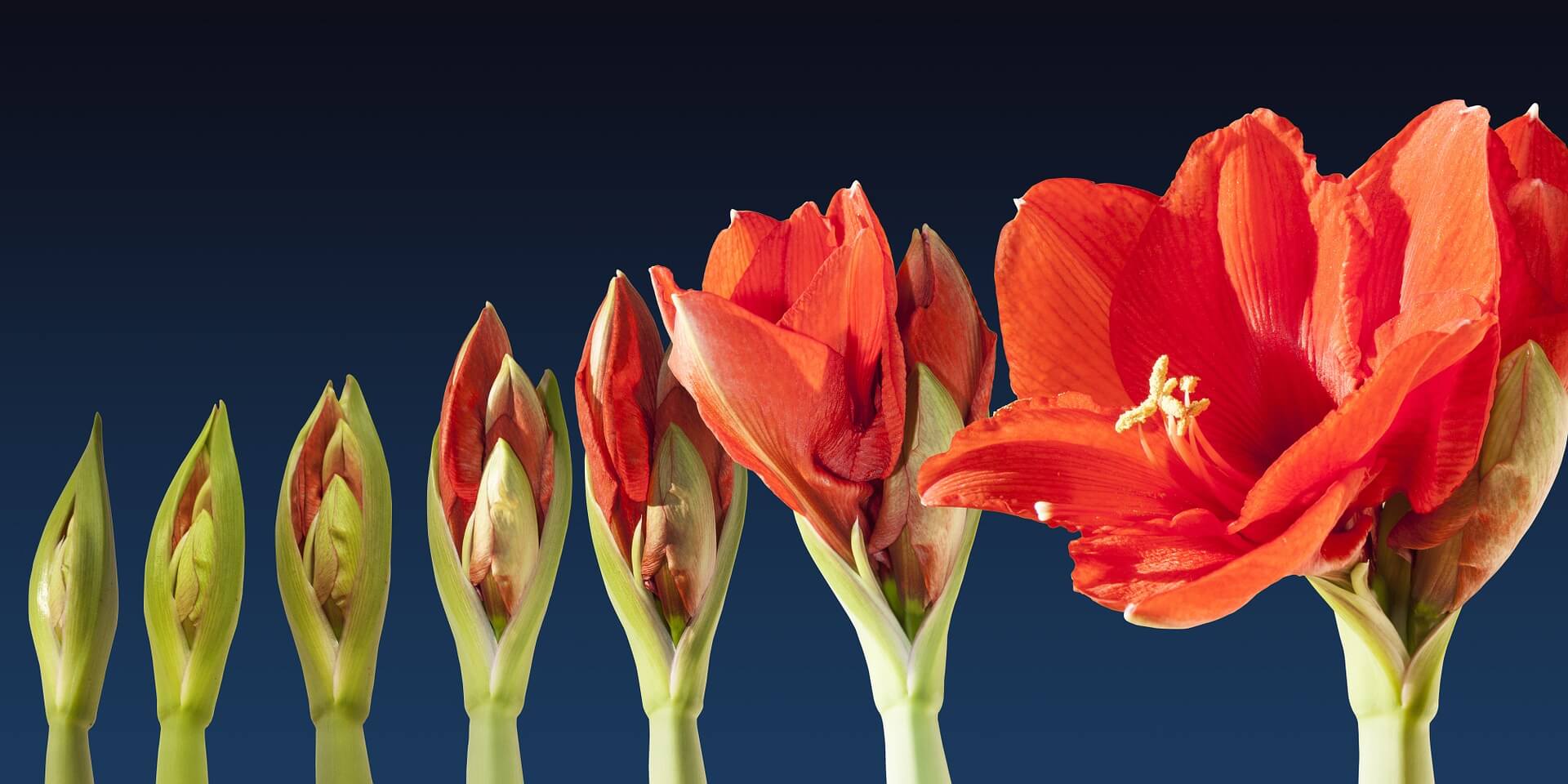 Amaryllis wieder zum Blühen bringen: Anleitung