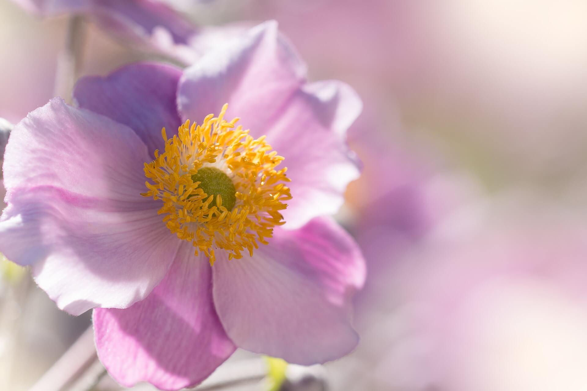 Zauberhafte Anemone