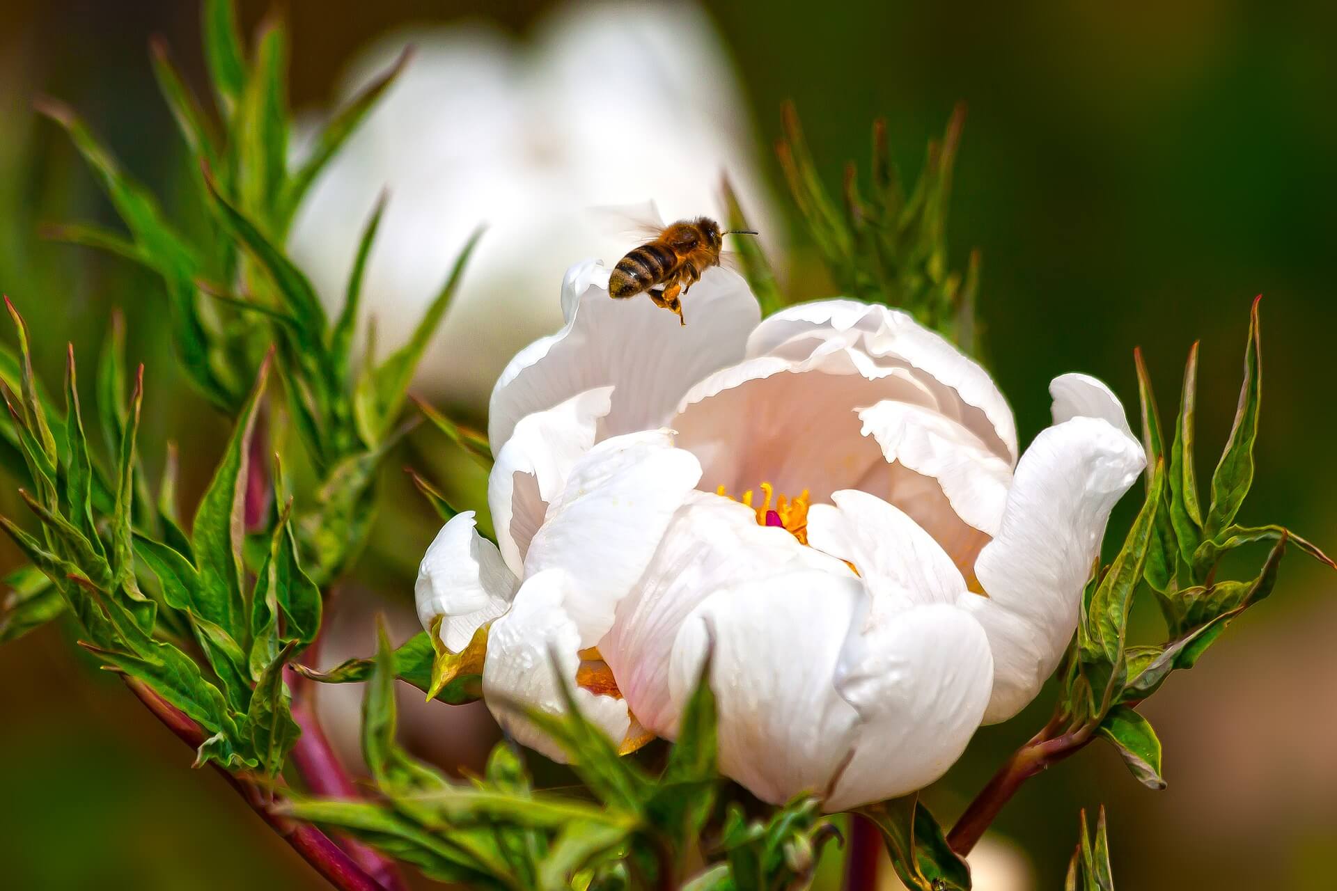 Warum ein Welt-Bienentag?