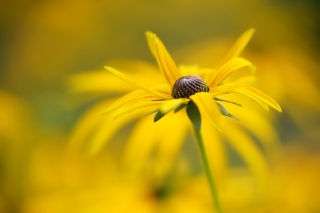 Rudbeckia gelbe Blüte
