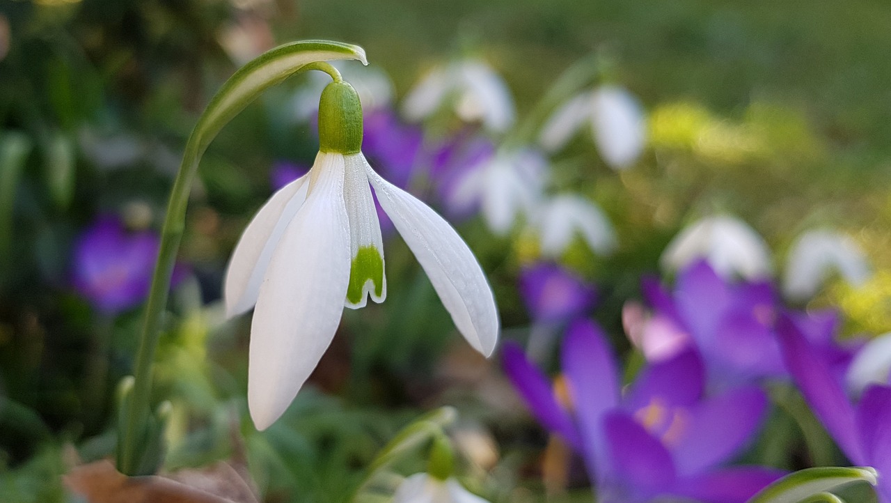 Herbstpflanzung von Blumenzwiebeln