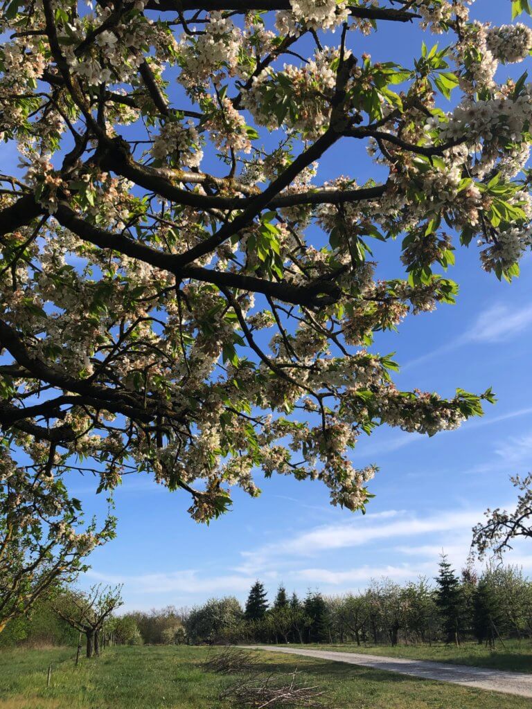 Schoener Kirschbaum