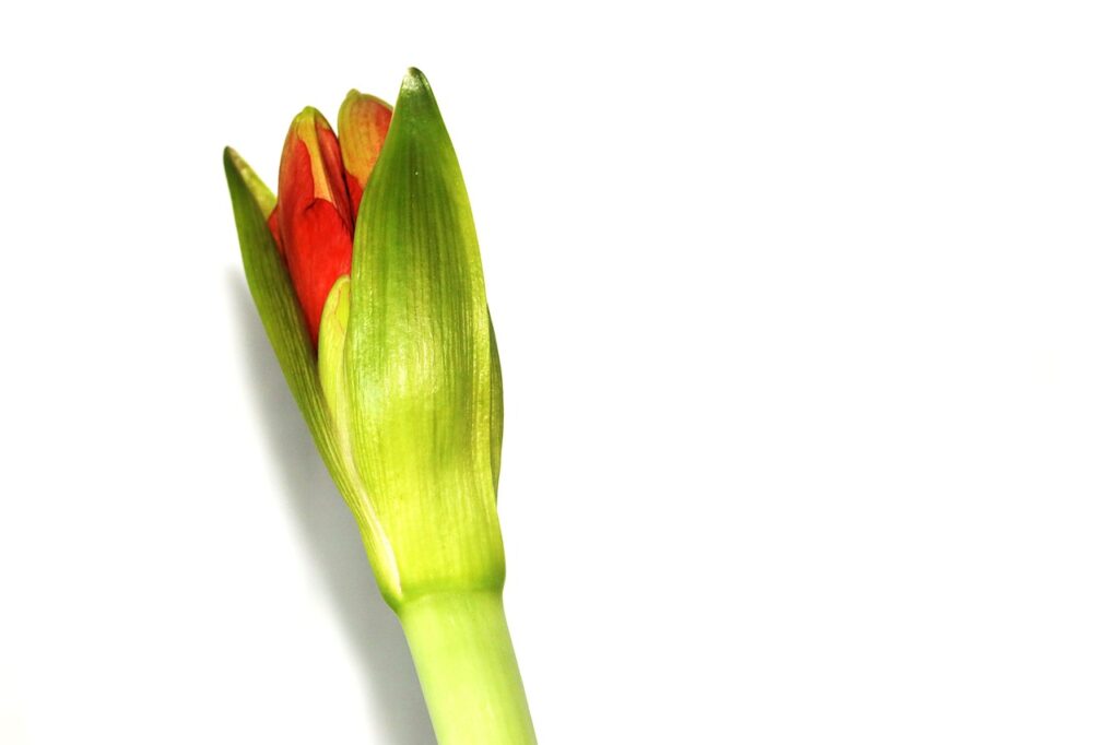 Amaryllis Knospe