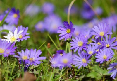 Anemone Blanda