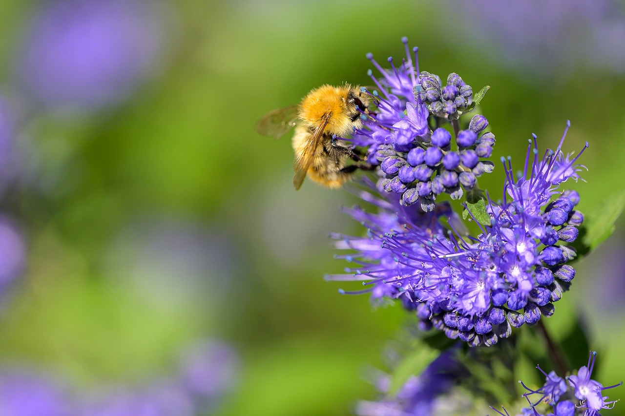 Bartblume mit Biene
