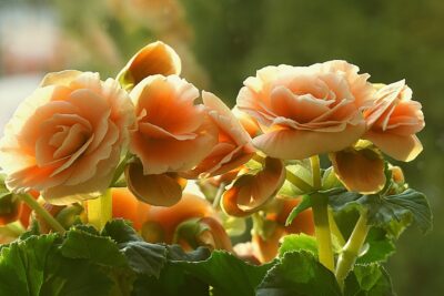 Begonien-Blüte pfirsichfarben