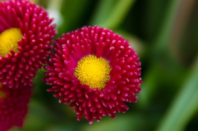 Bellis Perennis Rot