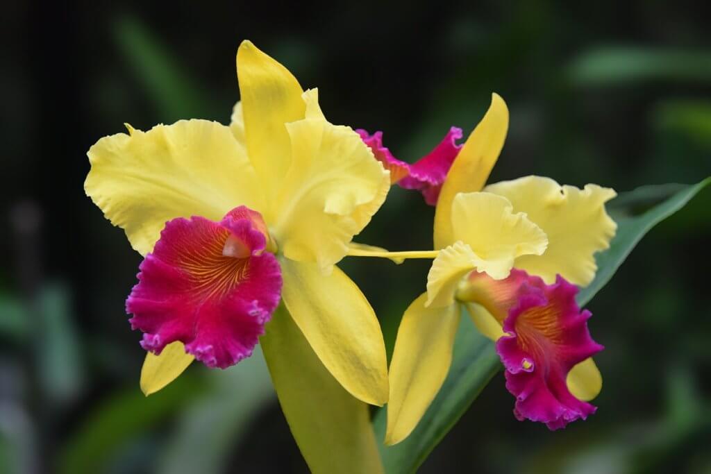 Cattleya Orchidee In Gelb Pink